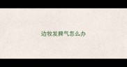 边牧发脾气怎么办