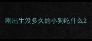 刚出生没多久的小狗吃什么