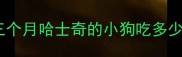 三个月哈士奇的小狗吃多少