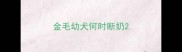 金毛幼犬何时断奶