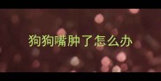 狗狗嘴肿了怎么办
