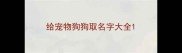 给宠物狗狗取名字大全
