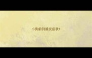 小狗前列腺炎症状