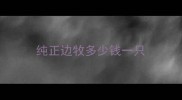 纯正边牧多少钱一只