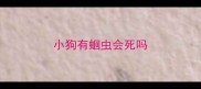 小狗有蛔虫会死吗
