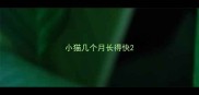小猫几个月长得快