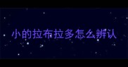 小的拉布拉多怎么辨认