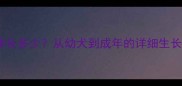 拉布拉多成年后体长多少从幼犬到成年的详细生长周期与饲养指南