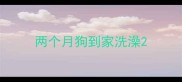 两个月狗到家洗澡