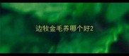 边牧金毛养哪个好