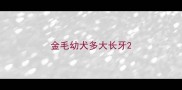 金毛幼犬多大长牙