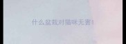 什么盆栽对猫咪无害