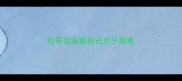 拉布拉多舔自己爪子跟毛