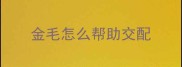 金毛怎么帮助交配