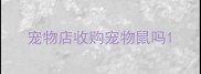 宠物店收购宠物鼠吗