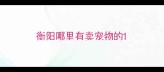 衡阳哪里有卖宠物的