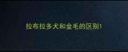 拉布拉多犬和金毛的区别