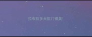 拉布拉多犬肛门很臭