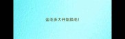 金毛多大开始换毛