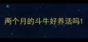 两个月的斗牛好养活吗