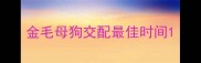 金毛母狗交配最佳时间