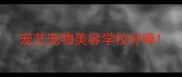 宠艺宠物美容学校好嘛
