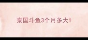泰国斗鱼3个月多大