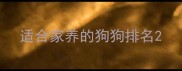 适合家养的狗狗排名