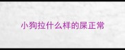 小狗拉什么样的屎正常
