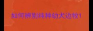 如何辨别纯种幼犬边牧