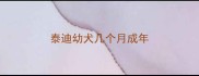 泰迪幼犬几个月成年