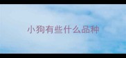 小狗有些什么品种