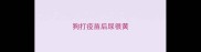 狗打疫苗后尿很黄