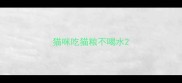 猫咪吃猫粮不喝水