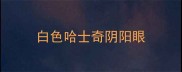 白色哈士奇阴阳眼