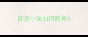 断奶小狗如何喂养