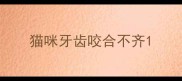猫咪牙齿咬合不齐