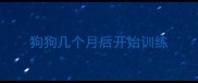 狗狗几个月后开始训练