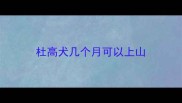 杜高犬几个月可以上山
