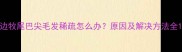 边牧尾巴尖毛发稀疏怎么办原因及解决方法全