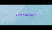金毛得犬瘟怎么治疗