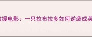 寻找小黄韩国真实救援电影一只拉布拉多如何逆袭成英雄宠物主必看