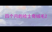 四个月的哈士奇绒毛