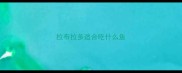 拉布拉多适合吃什么鱼