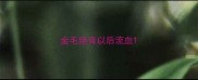 金毛绝育以后流血