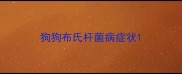 狗狗布氏杆菌病症状