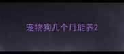 宠物狗几个月能养