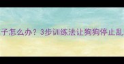 金毛幼犬咬裤子怎么办3步训练法让狗狗停止乱咬附护理攻略
