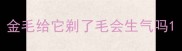 金毛给它剃了毛会生气吗