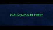拉布拉多趴在地上睡觉